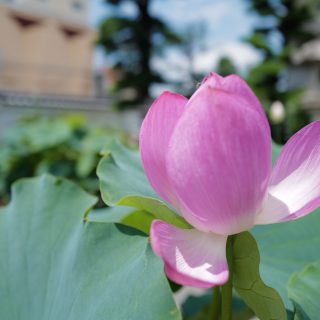 蓮の花