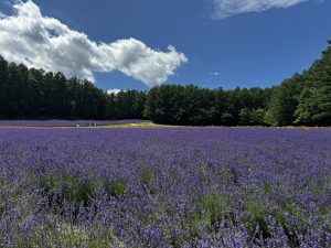 ファーム富田　中富良野のラベンダー園です